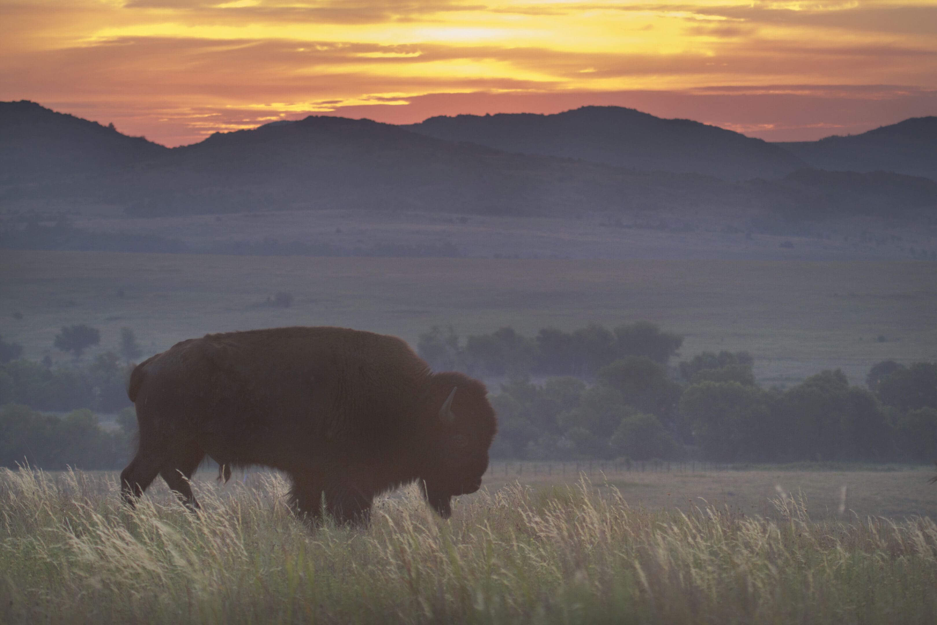 Oklahoma Landscape- Bison
